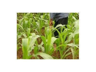 Triệu Chứng Khi Cây Bắp Thiếu Dinh Dưỡng