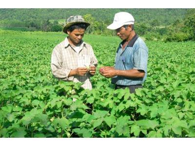 Khảo Sát, Lập Vùng Nguyên Liệu Bông Vải Tập Trung 10.000 Ha Ở Quảng Nam