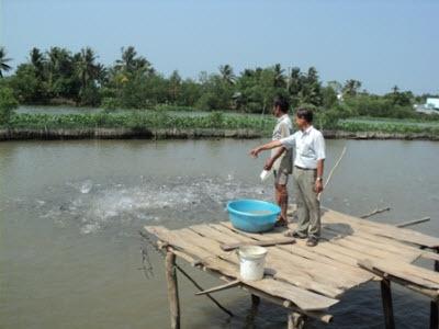 Sản Xuất Cá Tra Từng Bước Vận Hành Theo Cơ Chế Thị Trường Ở Đồng Tháp