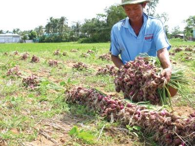Thắc Thỏm Giữa Mùa Hành Tết Ở Vĩnh Châu