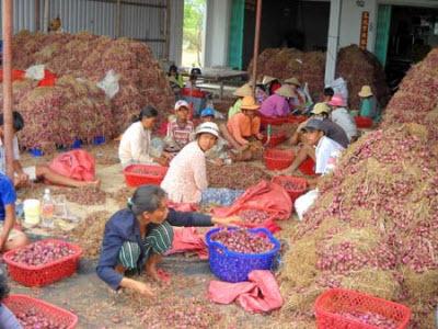 Hướng Đi Mới Cho Hành Tím Vĩnh Châu