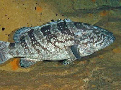 Những Loài Cá Chình Nước Ngọt