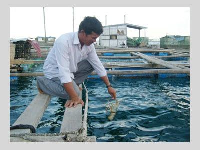 Kỹ Thuật Khai Thác Và Vận Chyển Tôm Hùm Giống