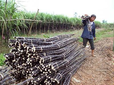 Mở Rộng Diện Tích Mía Lên 5.500ha Ở Sông Hinh (Phú Yên)