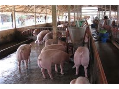 Đầu Tư Trại Chăn Nuôi Heo Quy Mô 10.000 Con