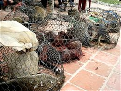 53 Hộ Dân Được Cấp Giấy Phép Gây Nuôi Động Vật Hoang Dã