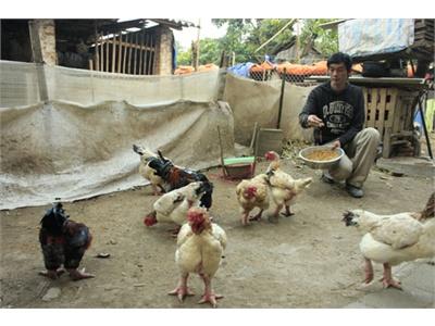 Gà Đại Gia Sốt Dịp Tết Giáp Ngọ