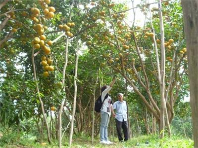 Giá Quýt Hồng Tăng, Nông Dân Phấn Khởi