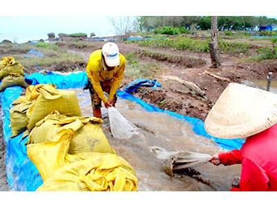 Gió Mới Ở Làng Nghêu Khai Long