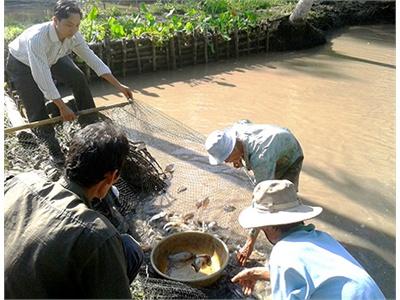 Hiệu Quả Từ Mô Hình Cá, Tôm Trên Ruộng Lúa