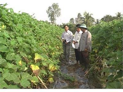 Mô Hình Trồng Bầu Trên Đất Ruộng Có Hiệu Quả Kinh Tế