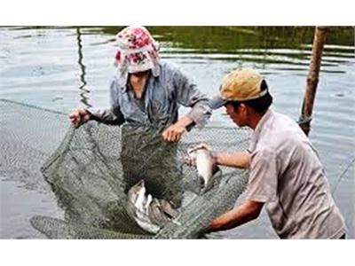 Vào Nghề Nuôi Cá Chẽm