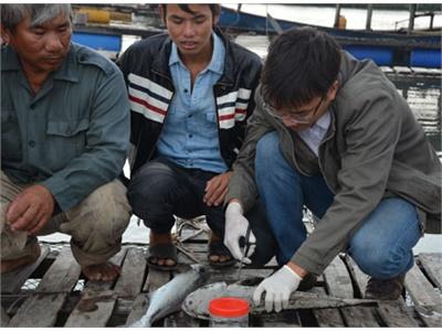 Vụ Cá Nuôi Lồng Bè Chết Bất Thường Trong 2 Ngày 25 Và 26-12-2013 Do Ô Nhiễm Nguồn Nước