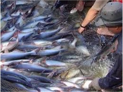 Năm 2014, Cá Tra Có Đối Thủ Cạnh Tranh