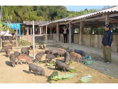 Nuôi Lợn Bán Hoang Dã Công Nhỏ Lãi Lớn