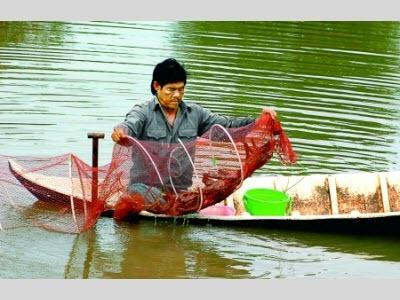 Hướng Đi Bền Vững Cho Con Tôm Ở Cà Mau