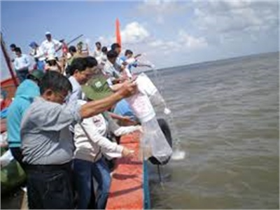 Thông Báo Lịch Thời Vụ Thả Giống Tôm Biển Năm 2014
