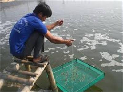 Tiền Giang Khuyến Cáo Tạm Ngưng Thả Tôm Giống