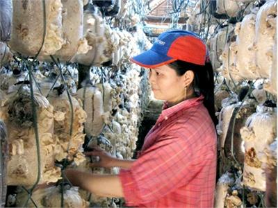 300 Tấn Nấm Mèo Bán Tết