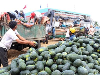 Người Trồng Dưa Hấu Trúng Giá Lớn