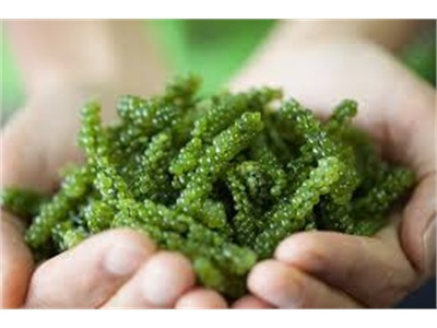 Tiềm Năng Trồng Rong Nho Biển (Sea Grapes) Ở Việt Nam