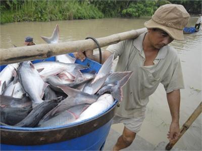 Xuất Khẩu Cá Tra Việt Nam Tuột Dốc