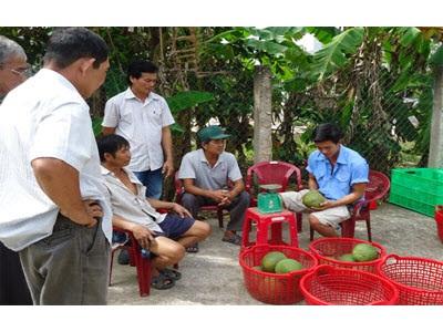 Bao Tiêu Bưởi Da Xanh Giúp Nông Dân Yên Tâm Sản Xuất