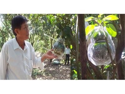 Sản Phẩm Bưởi Năm Roi Tạo Hình Của Nhà Vườn Ninh Thới (Trà Vinh)