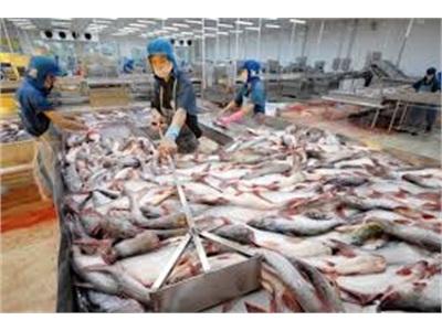 Chuỗi Liên Kết Tafishco Kỳ Vọng Của Con Cá Tra