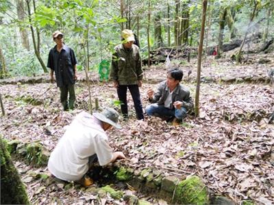 Cây Thuốc Giấu Trên Đỉnh Ngọc Linh