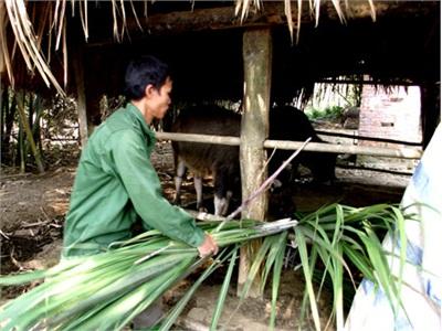 Hàm Yên (Tuyên Quang) Phòng Chống Rét Cho Đàn Gia Súc