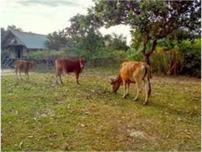 Kiểm Soát Chặt Dịch Bệnh Đàn Bò Dự Án