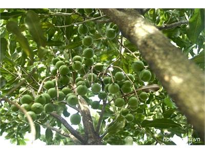 3 Giống Mắc Ca Có Triển Vọng Tại Địa Bàn Tây Nguyên