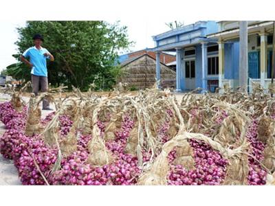 Hành Tím Sóc Trăng Tăng Giá Gấp Đôi