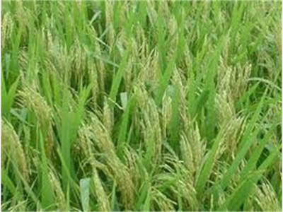 Lúa Lai Được Bao Tiêu Với Giá 25.300 Đồng/kg