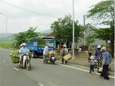 Thị Trấn Vân Canh (Bình Định) Mất Mùa Chuối Tết