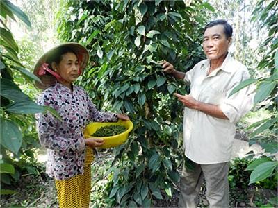 Nhà Nông Năng Động