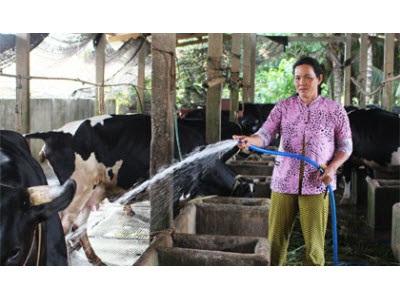 Chị Mạch Thị Trường Xuân Làm Giàu Nhờ Nuôi Bò Sữa
