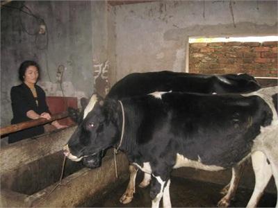 Gỡ Đầu Ra Cho Sữa Tươi Tại Huyện Gia Lâm (Hà Nội)