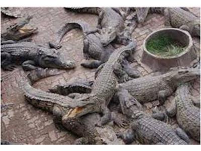 Huyện Lạc Thuỷ (Hòa Bình) Có 125 Hộ Được Cấp Phép Gây Nuôi Động Vật Hoang Dã