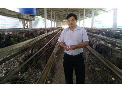 Ông Chủ Của 80.000 Con Gà Tre