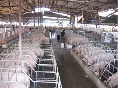 Huyện Thống Nhất (Đồng Nai) Có Hơn 100 Hộ Nuôi Heo ViệtGAP