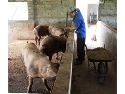 Lợi Ích Kép Từ Chăn Nuôi An Toàn Sinh Học