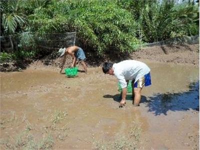 Cà Mau Nuôi Sò Huyết Trong Vuông Tôm