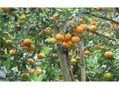 Trồng Quýt Hồng Trúng Mùa, Lãi Khoảng 200 Triệu Đồng/ha