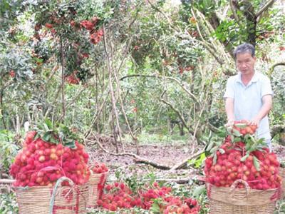 Sản Xuất Chôm Chôm VietGAP Xã Vĩnh Bình Hướng Phát Triển Phù Hợp