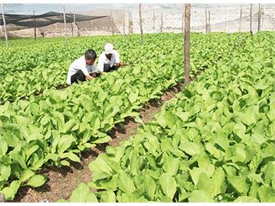 Cần Triển Khai Có Hiệu Quả Việc Ứng Dụng Tiến Bộ KHCN Trong Sản Xuất Nông Nghiệp