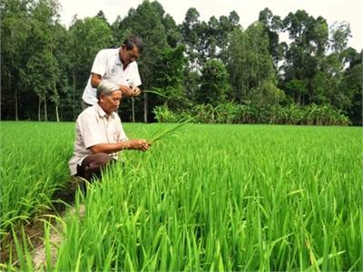 Đồng Tháp Ảm Đạm Thị Trường Phân Bón Cuối Vụ Đông Xuân 2014 – 2015