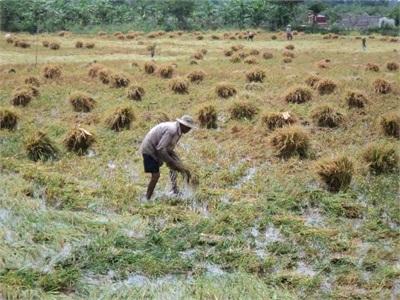 Mưa Trái Mùa Gây Thiệt Hại Lúa Vụ 2