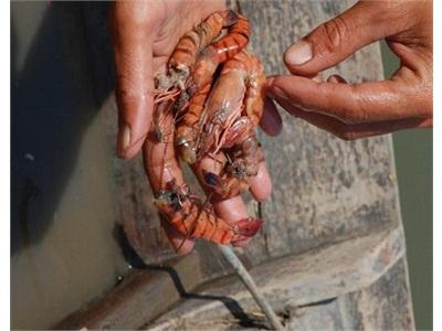 Giảm 50% Thiệt Hại Về Tôm So Với 2014